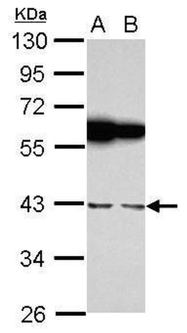 RBMS1 Antibody in Western Blot (WB)