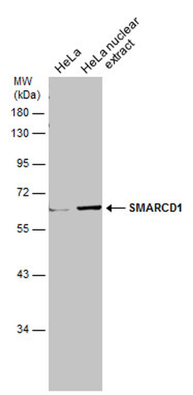 SMARCD1 Antibody in Western Blot (WB)