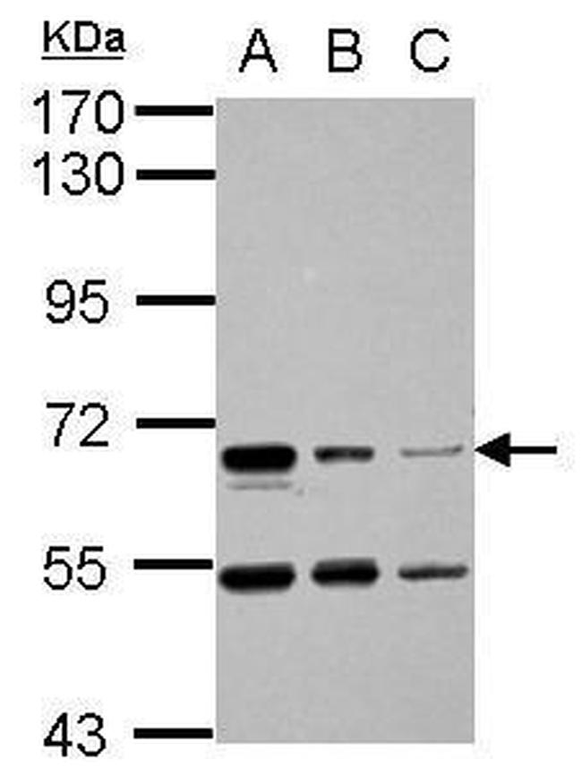 HAI-1 Antibody in Western Blot (WB)