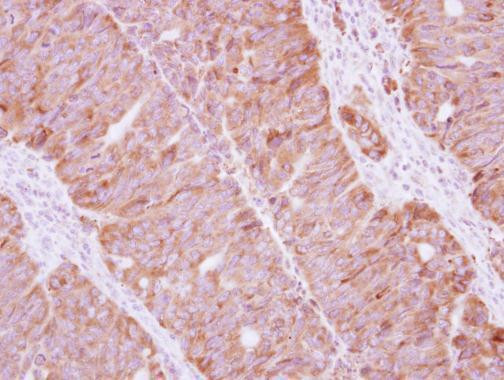 Staufen Antibody in Immunohistochemistry (Paraffin) (IHC (P))