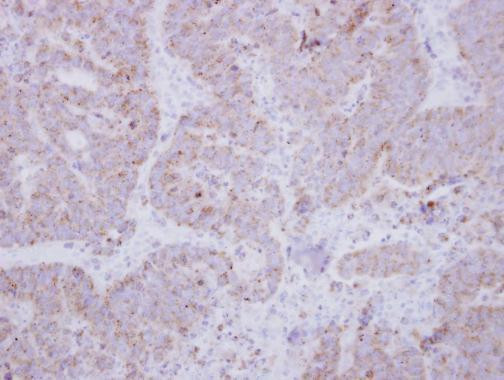 Unc18-2 Antibody in Immunohistochemistry (Paraffin) (IHC (P))