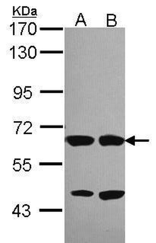 Unc18-2 Antibody in Western Blot (WB)