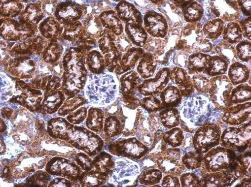 SNRPN Antibody in Immunohistochemistry (Paraffin) (IHC (P))