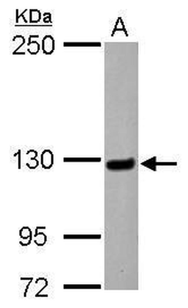 MATR3 Antibody in Western Blot (WB)