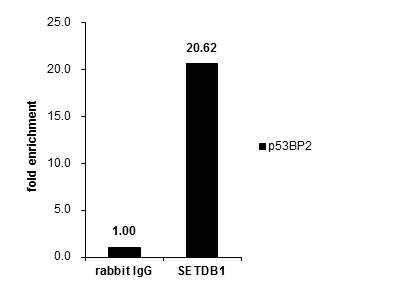SETDB1 Antibody in ChIP Assay (ChIP)