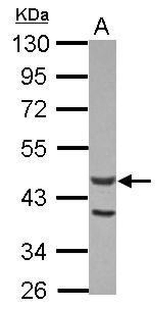 Actin-like 7A Antibody in Western Blot (WB)