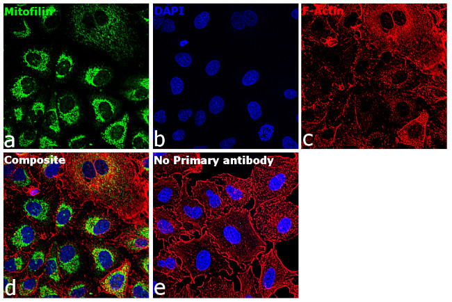 Mitofilin Antibody in Immunocytochemistry (ICC/IF)