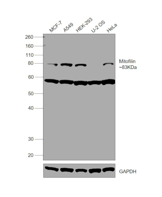 Mitofilin Antibody in Western Blot (WB)