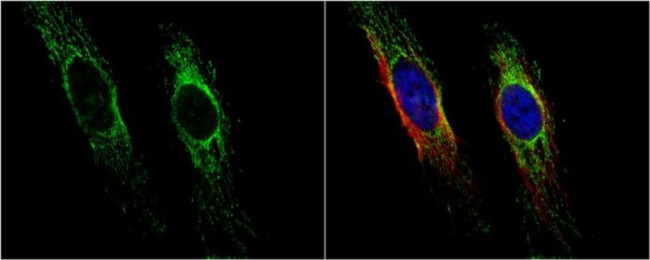 HSPE1 Antibody in Immunocytochemistry (ICC/IF)