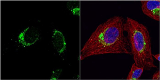 HSPE1 Antibody in Immunocytochemistry (ICC/IF)