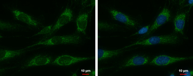 HSPE1 Antibody in Immunocytochemistry (ICC/IF)