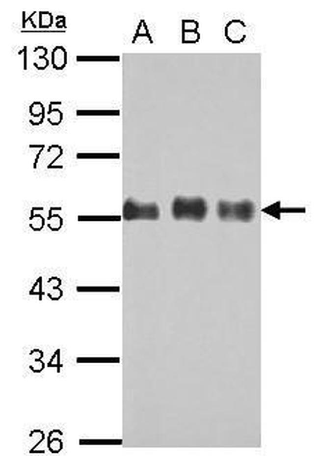 Cdc42EP1 Polyclonal Antibody (PA5-30433)