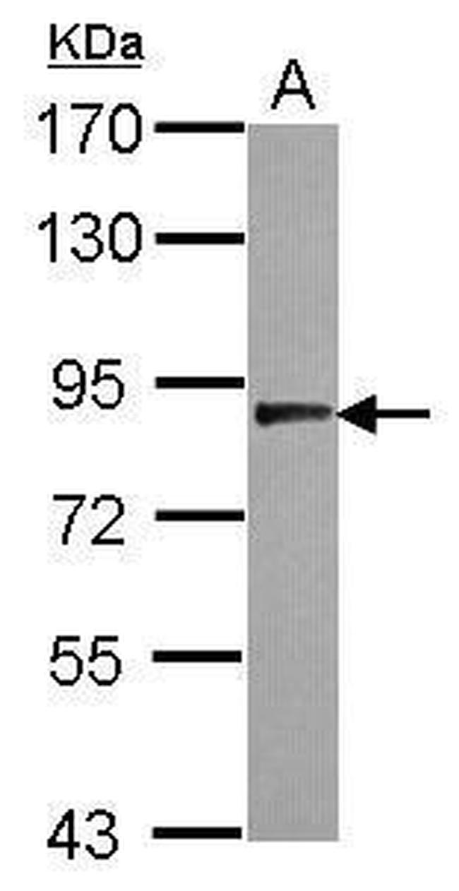 USP33 Antibody in Western Blot (WB)