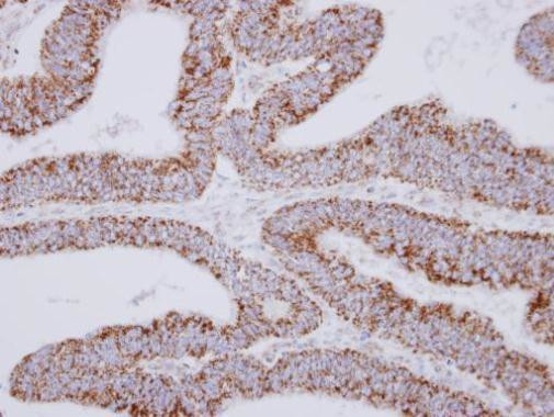 MRPS27 Antibody in Immunohistochemistry (Paraffin) (IHC (P))