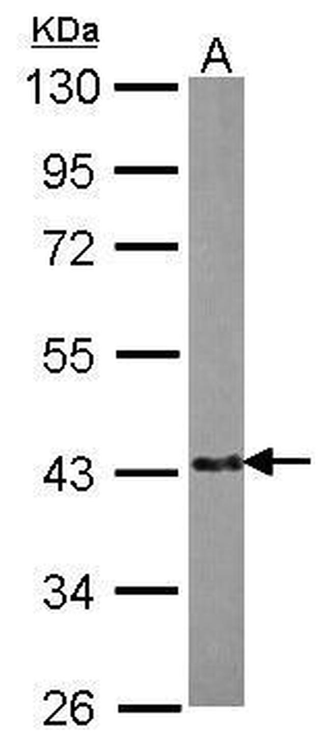 EML2 Antibody in Western Blot (WB)