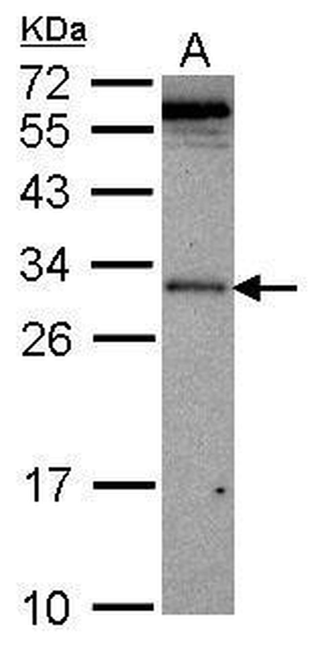 VAX2 Antibody in Western Blot (WB)