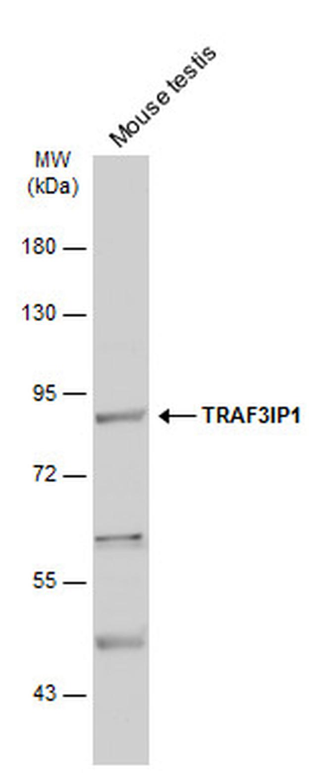 TRAF3IP1 Antibody in Western Blot (WB)