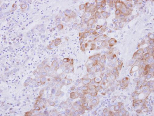 ARL5A Antibody in Immunohistochemistry (Paraffin) (IHC (P))