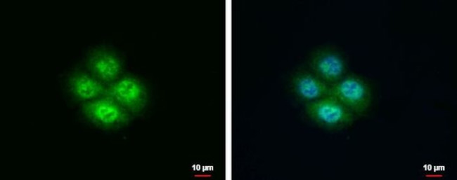 NXT1 Antibody in Immunocytochemistry (ICC/IF)