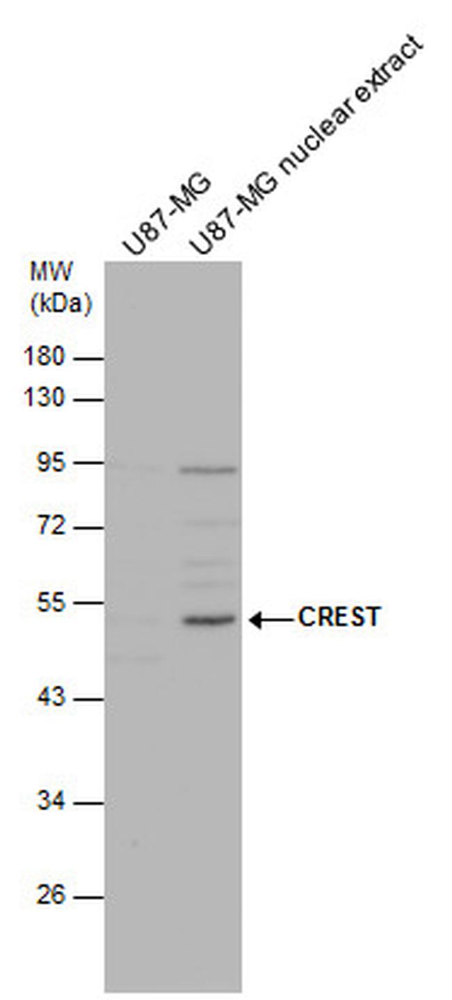 CREST Antibody in Western Blot (WB)