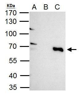 TRIM25 Antibody in Immunoprecipitation (IP)