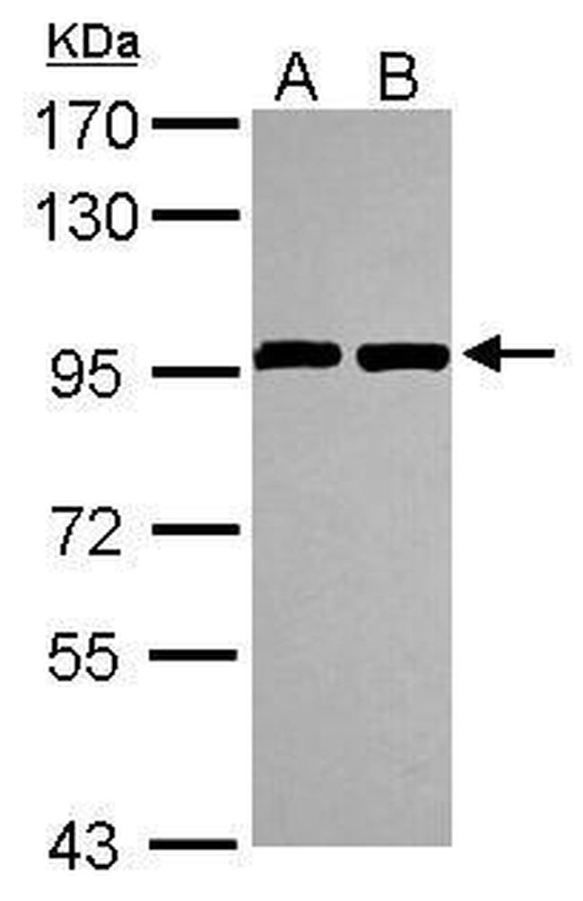 ANKZF1 Antibody in Western Blot (WB)