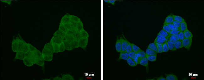 4EBP1 Antibody in Immunocytochemistry (ICC/IF)