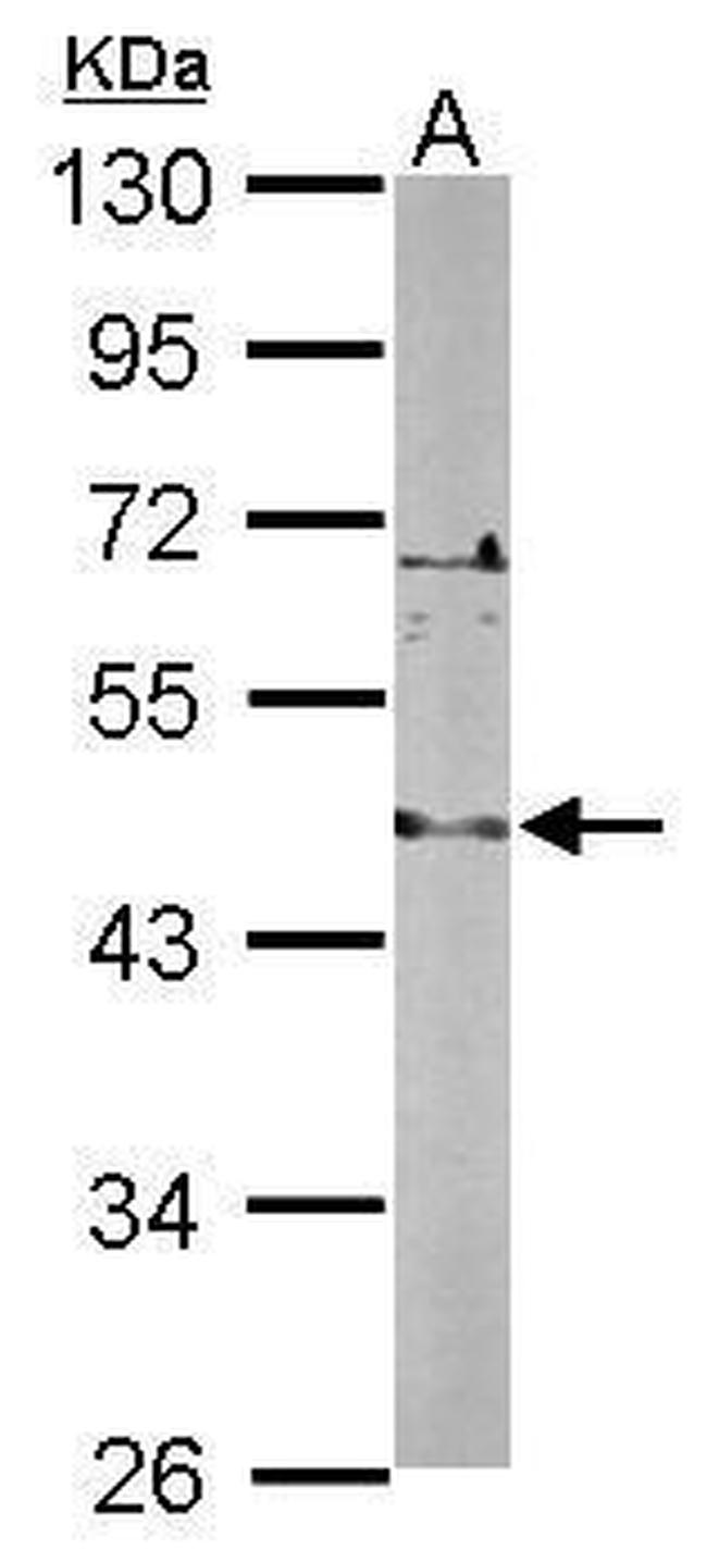 LDB2 Antibody in Western Blot (WB)