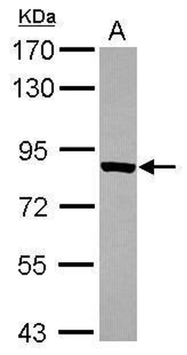 TARS Antibody in Western Blot (WB)