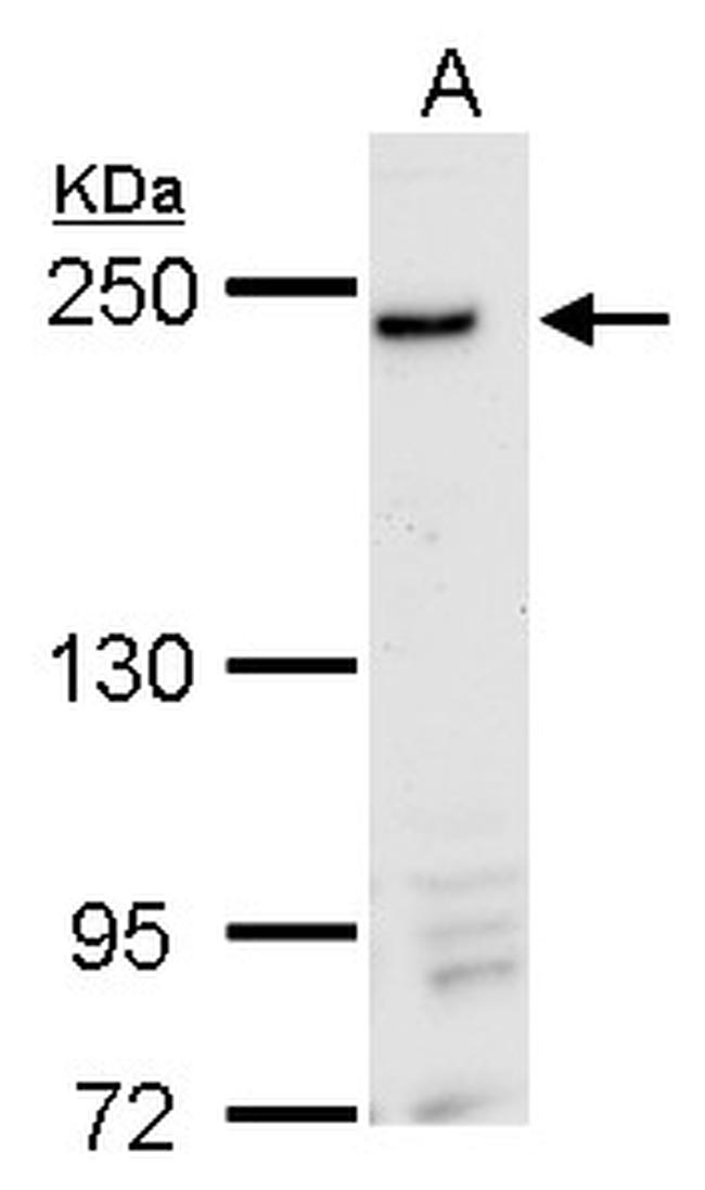 DNMBP Antibody in Western Blot (WB)