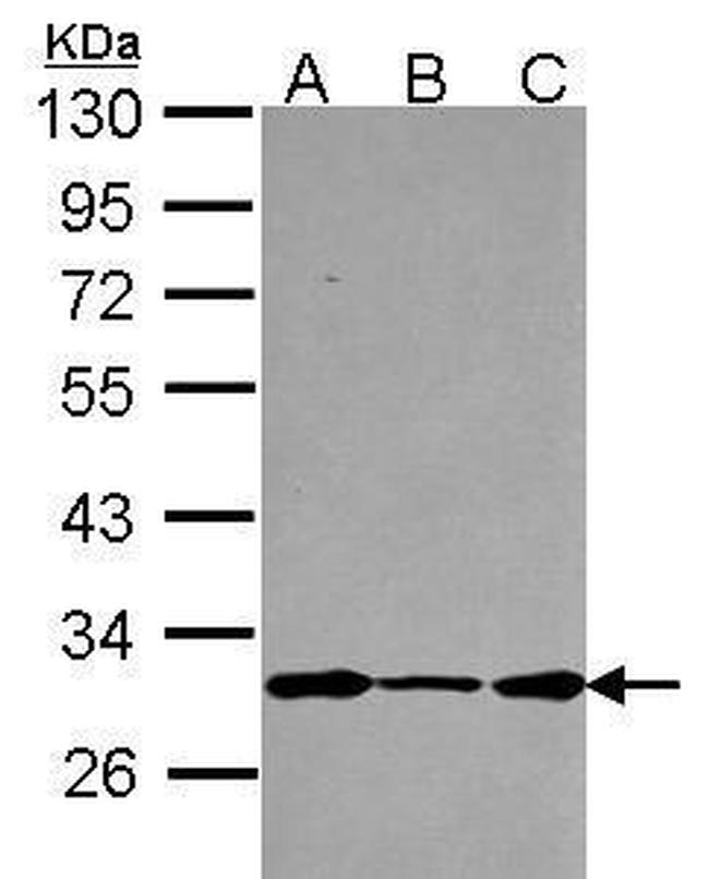 DCUN1D1 Antibody in Western Blot (WB)