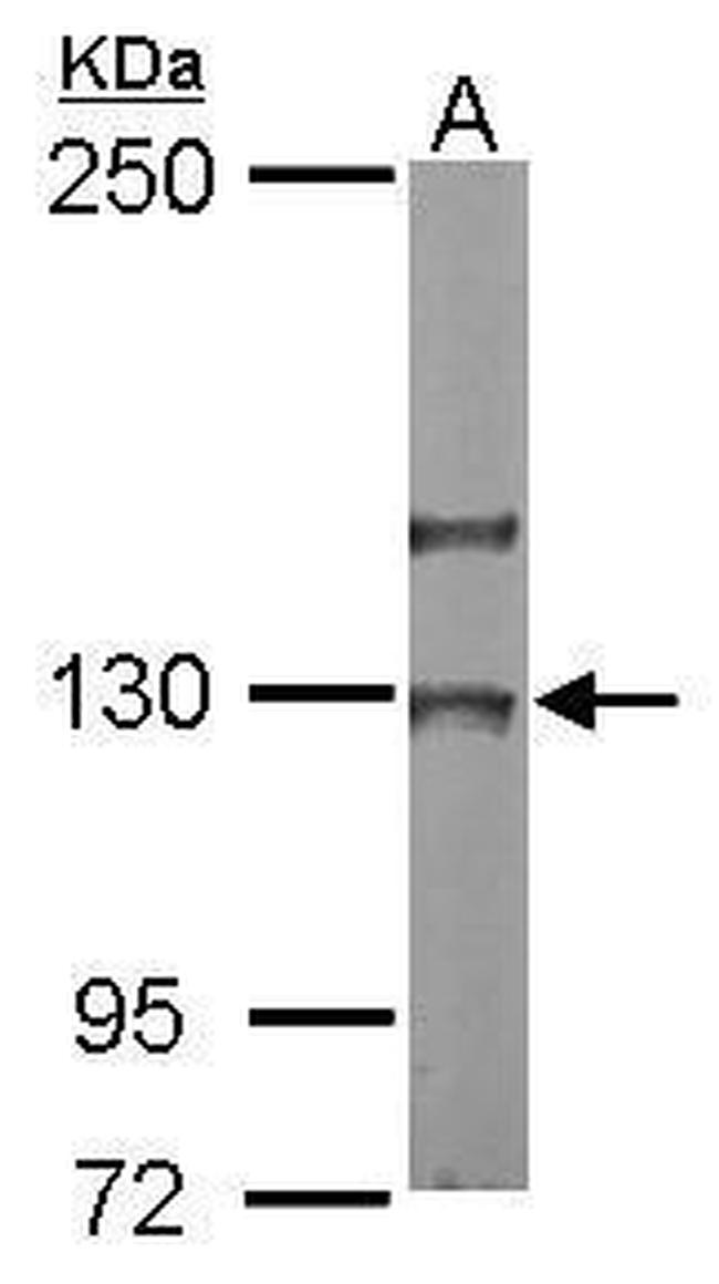 NOL6 Antibody in Western Blot (WB)