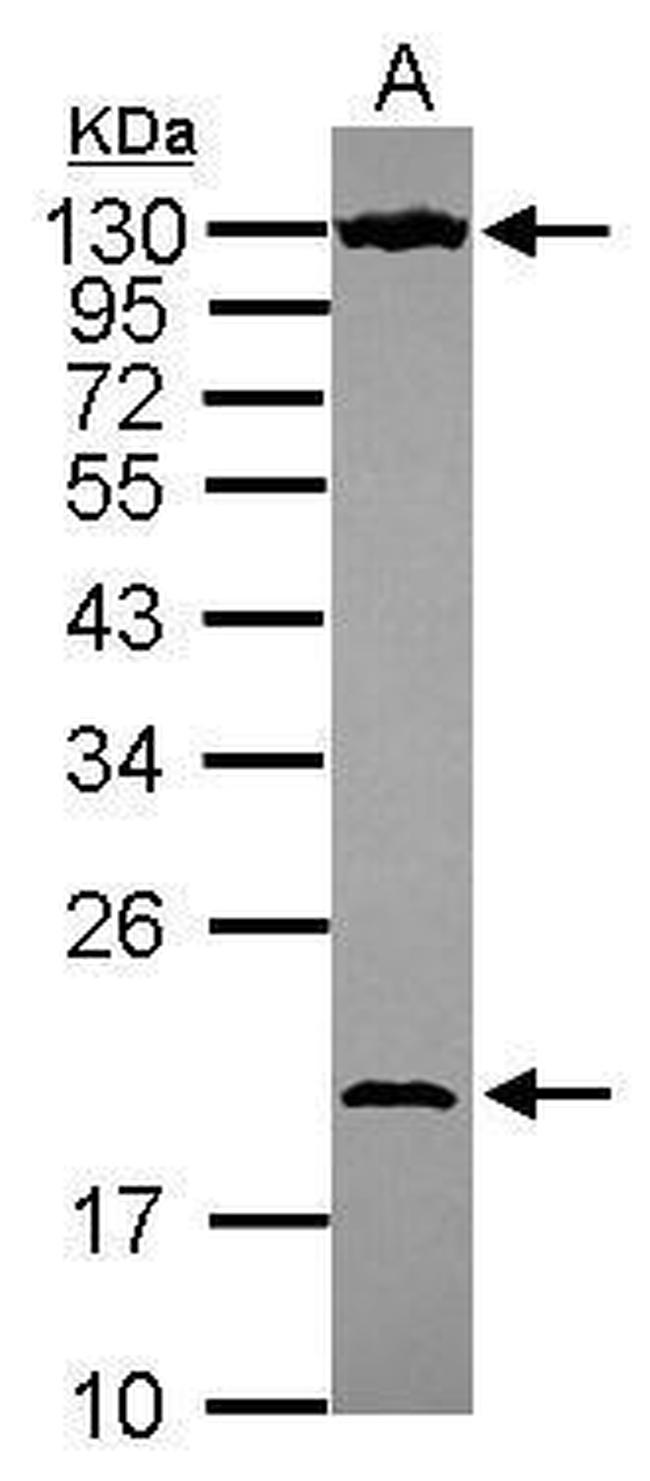 NOL6 Antibody in Western Blot (WB)