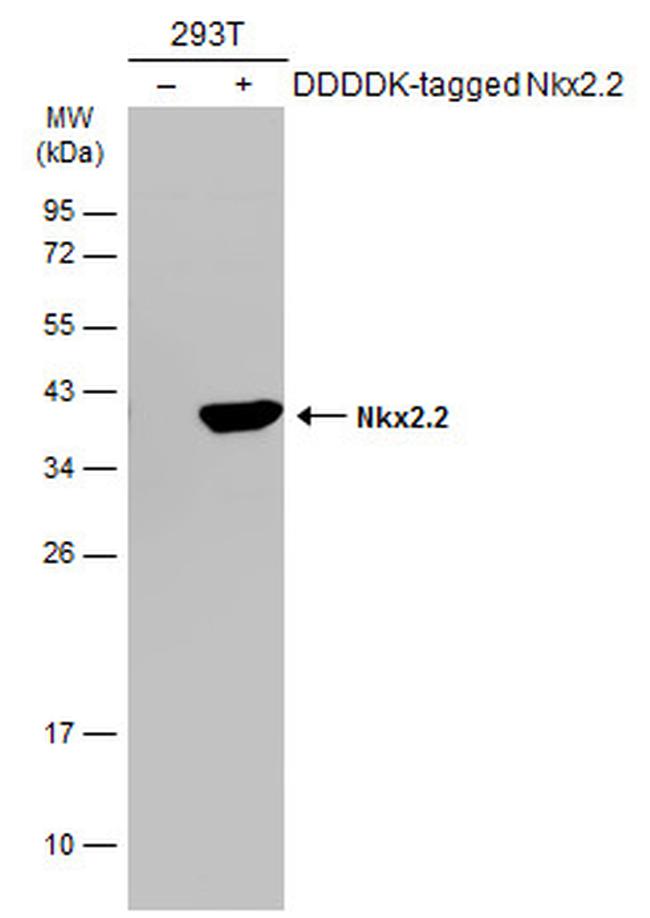 Nkx2.2 Antibody in Western Blot (WB)