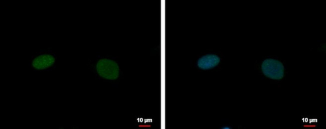 Nkx2.2 Antibody in Immunocytochemistry (ICC/IF)