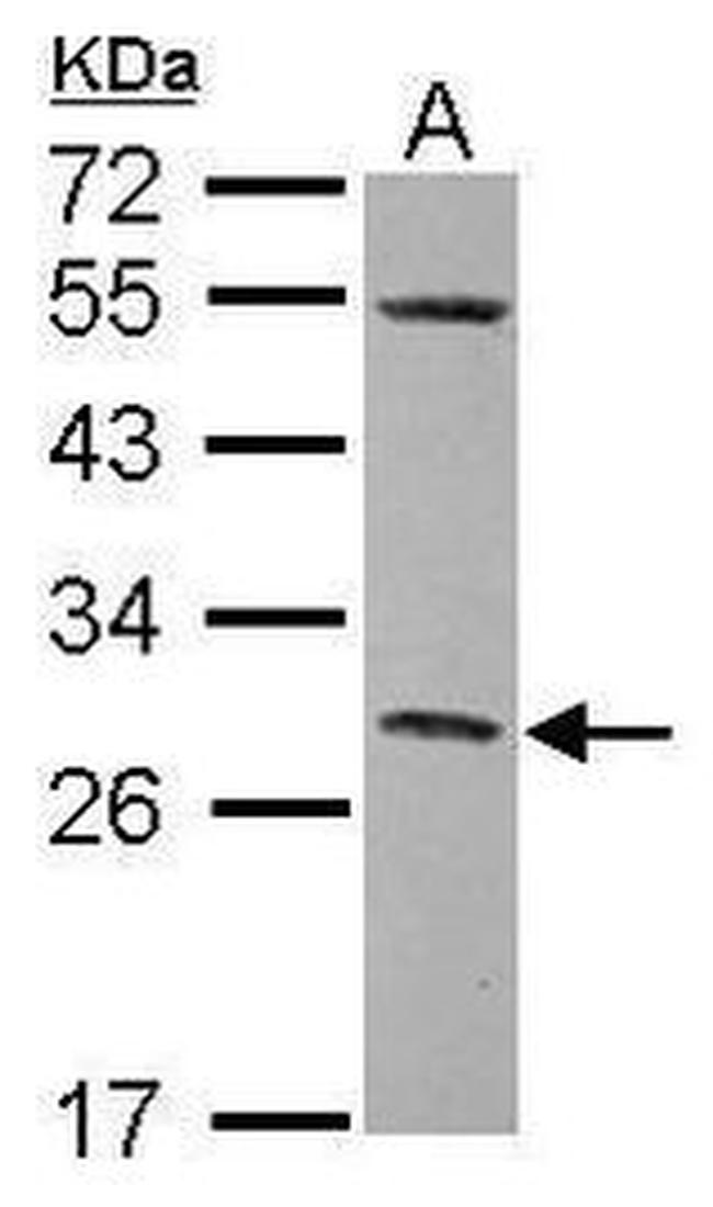 Nkx2.2 Antibody in Western Blot (WB)