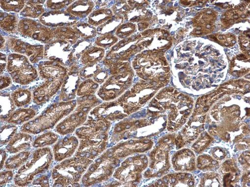 RIN2 Antibody in Immunohistochemistry (Paraffin) (IHC (P))