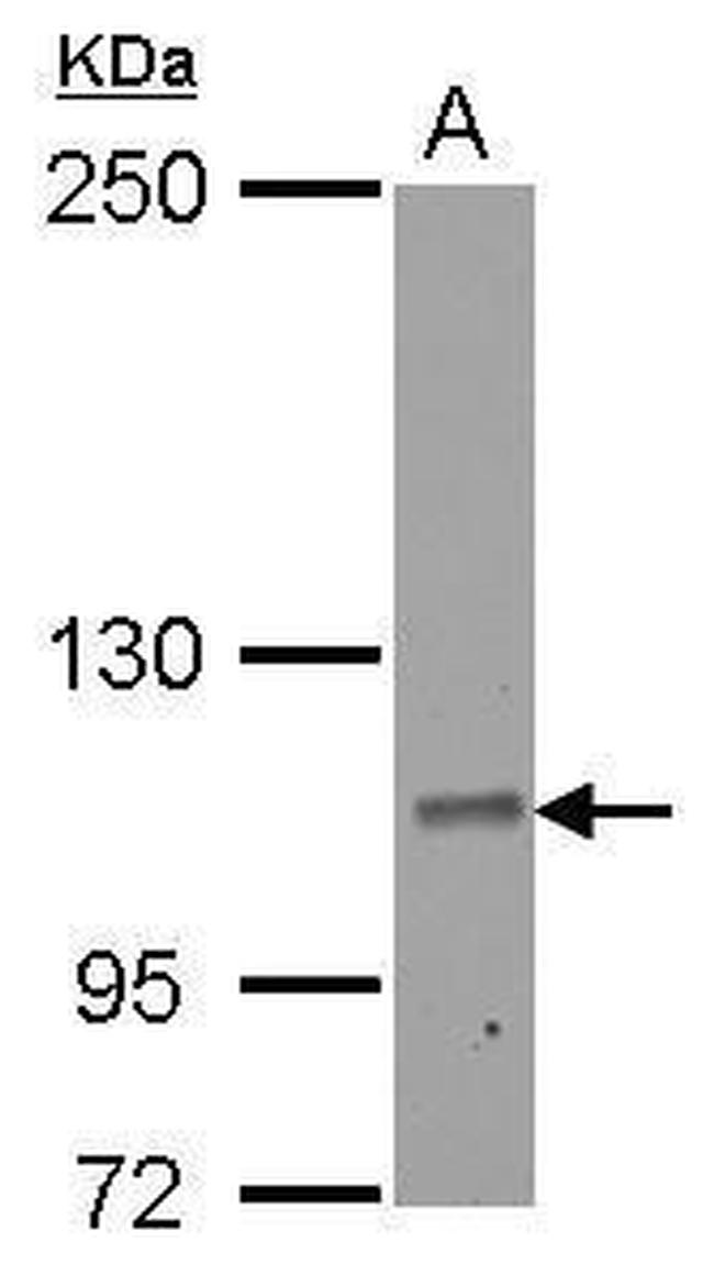 RIN2 Antibody in Western Blot (WB)