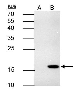 4-1BB Ligand Antibody in Immunoprecipitation (IP)