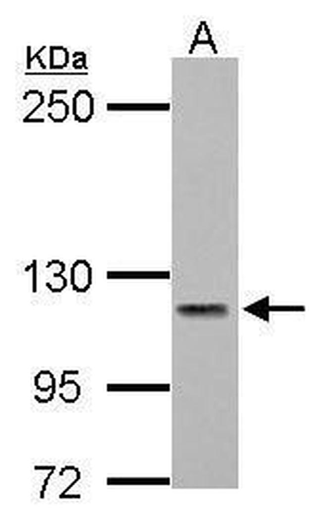 PMCA3 ATPase Antibody in Western Blot (WB)