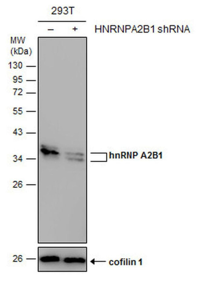 hnRNP A2B1 Antibody