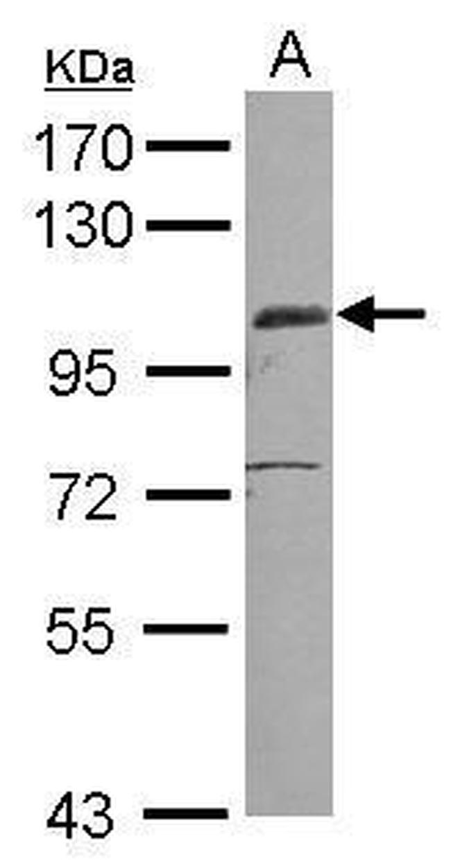 EGFLAM Antibody in Western Blot (WB)