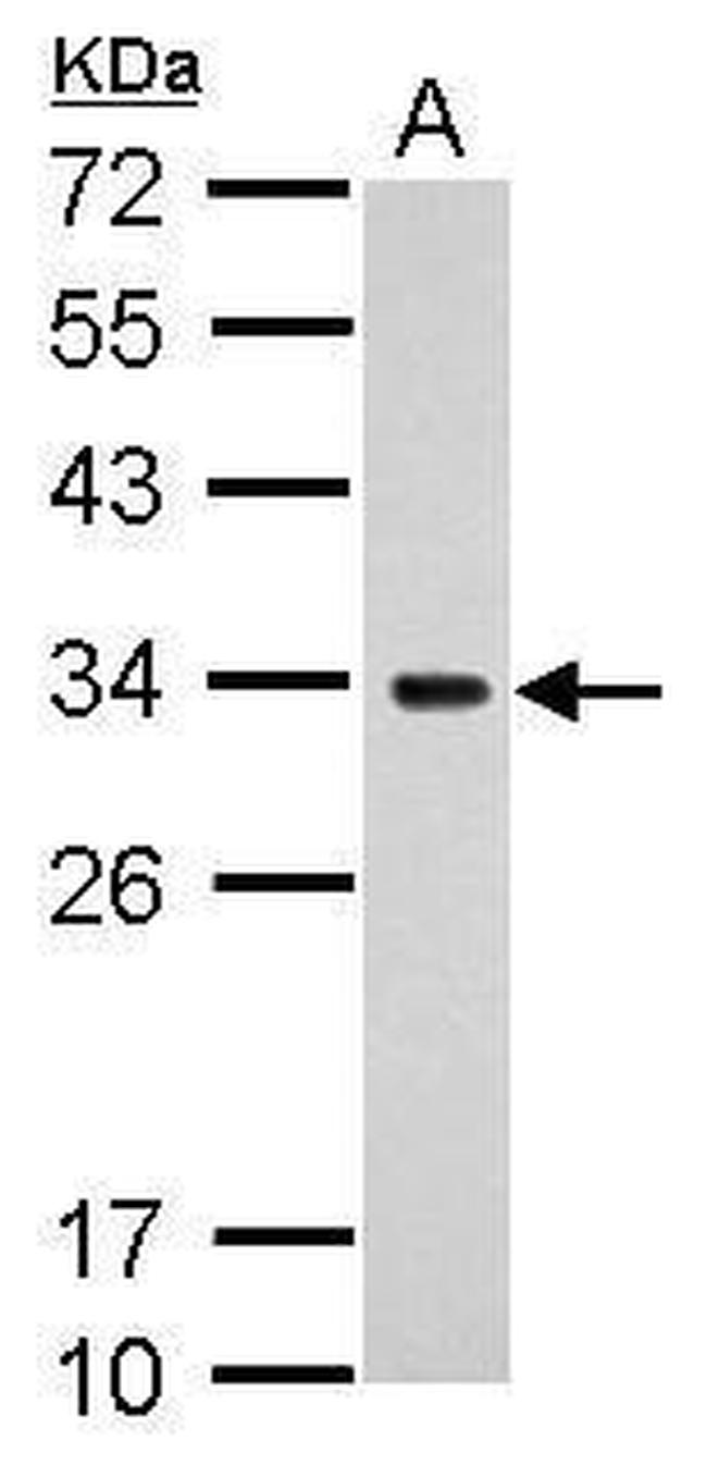 MRPS18B Antibody in Western Blot (WB)