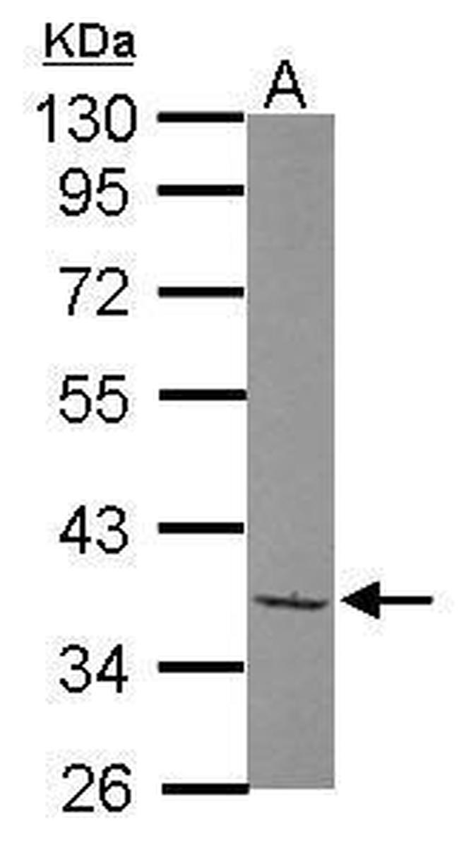 TAF1A Antibody in Western Blot (WB)