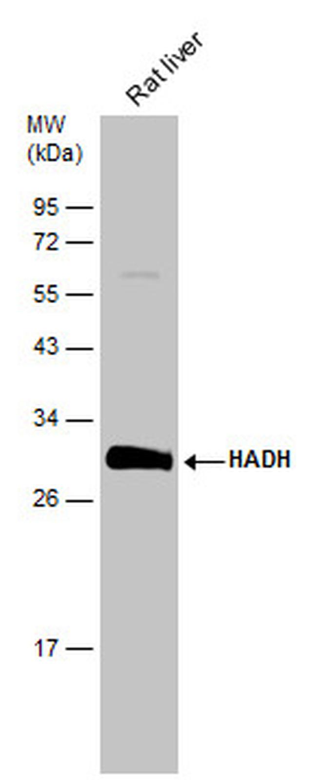 HADH Antibody in Western Blot (WB)