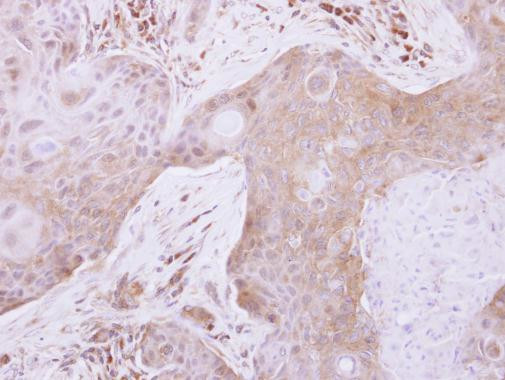 TXNL2 Antibody in Immunohistochemistry (Paraffin) (IHC (P))