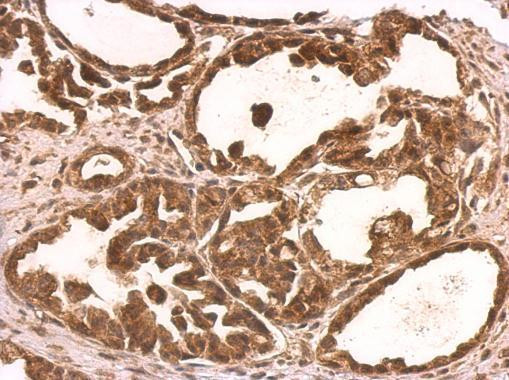 NUFIP1 Antibody in Immunohistochemistry (Paraffin) (IHC (P))