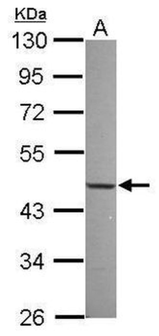 NFIX Antibody in Western Blot (WB)