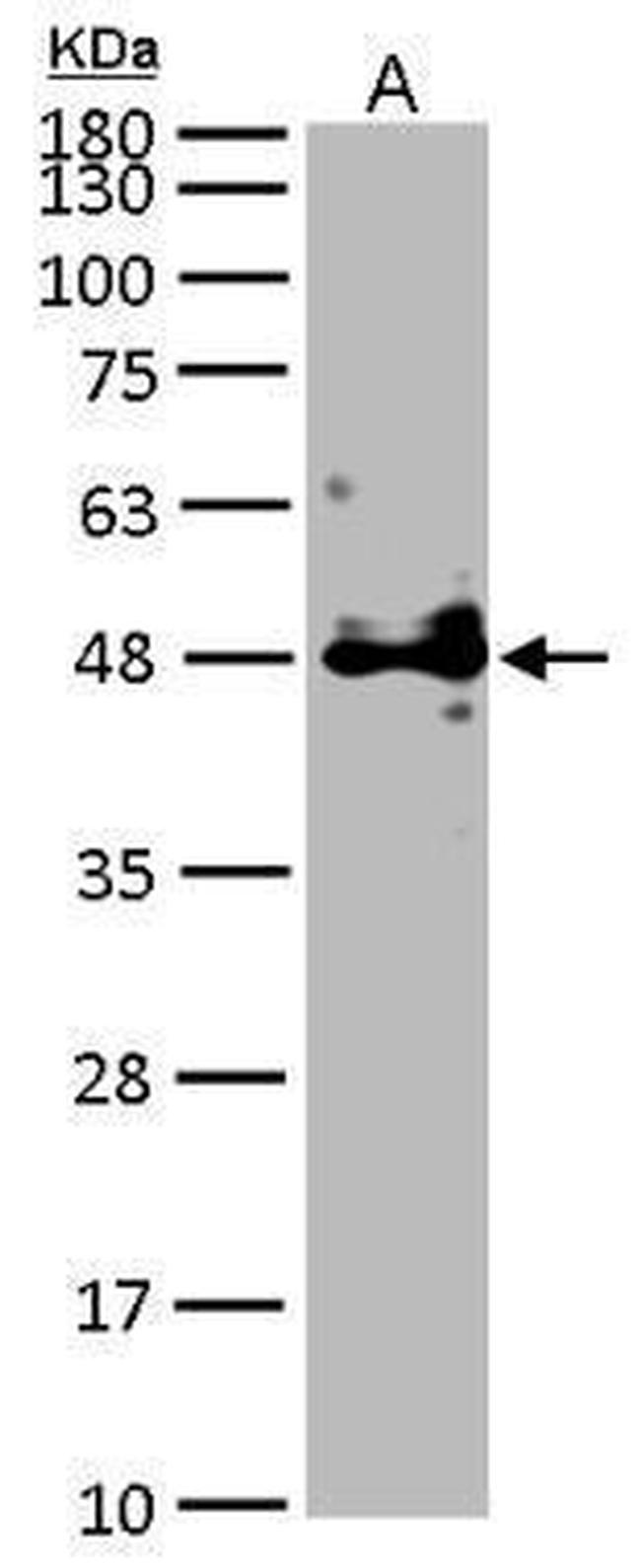 POFUT1 Antibody in Western Blot (WB)