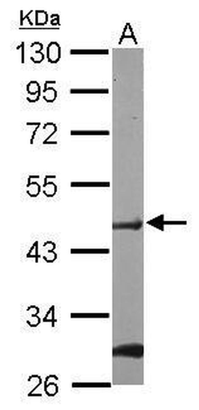 POFUT1 Antibody in Western Blot (WB)